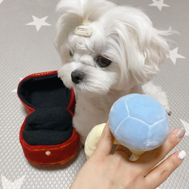 Peluche pour Chien Bague