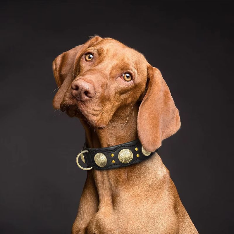 Collier Chien Cuir Pièces