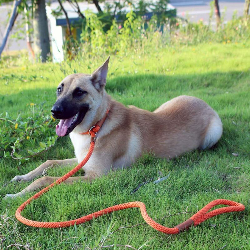 Collier Etrangleur Chien Laisse