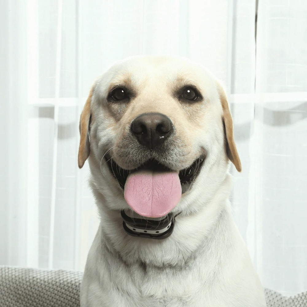 PetBound – Clôture Sans Fil pour Chiens et Collier d’Entraînement | Méthodes Douces et Rechargeables | Résistant à l’Eau