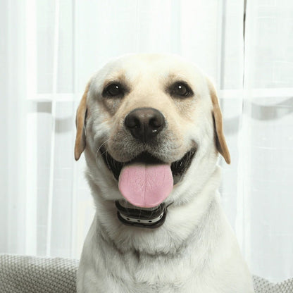 PetBound – Clôture Sans Fil pour Chiens et Collier d’Entraînement | Méthodes Douces et Rechargeables | Résistant à l’Eau