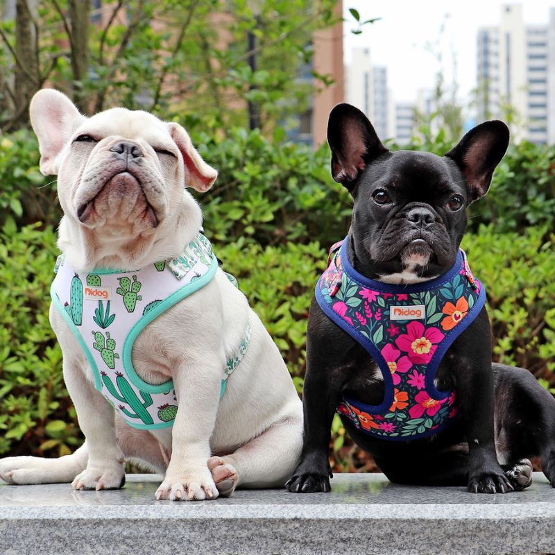 Harnais Chien Smart