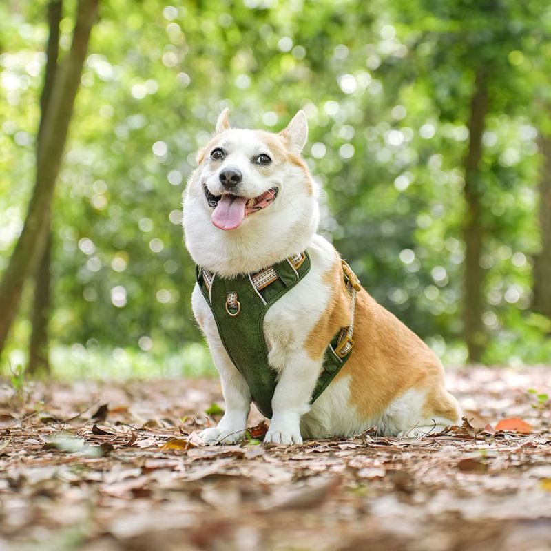 Harnais Chien Anti Traction Waterproof