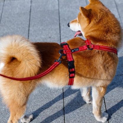 Harnais Chien en H