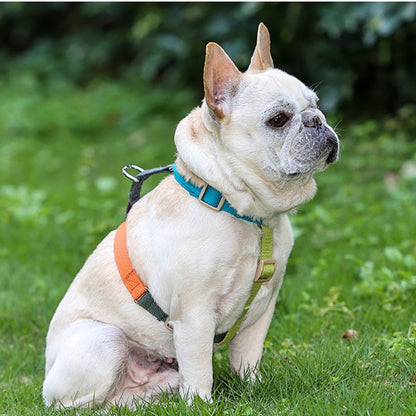 Harnais Chien H Multicolore
