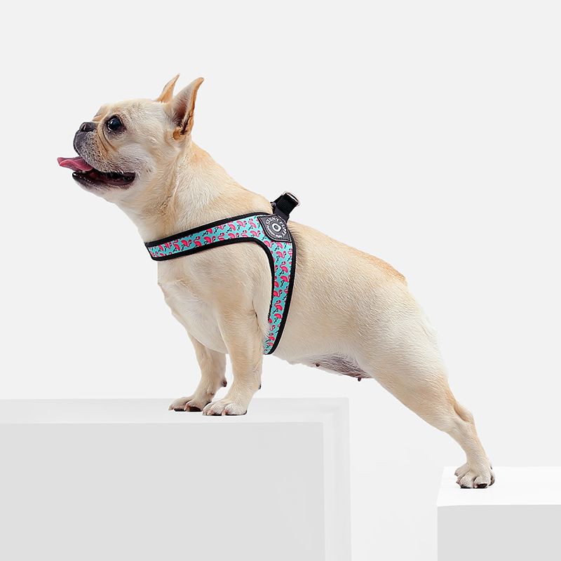 Harnais Chien Petit Gabarit