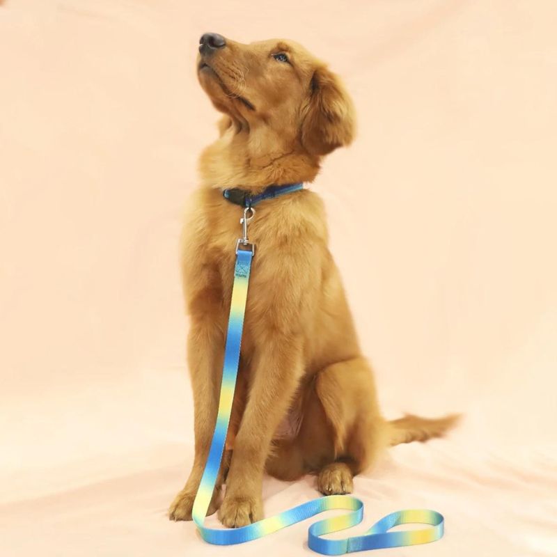 Laisse pour Chien