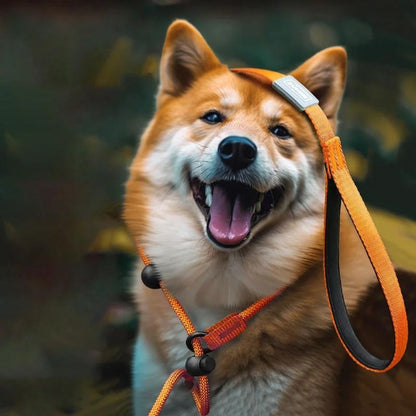 Laisse pour Chien Easy