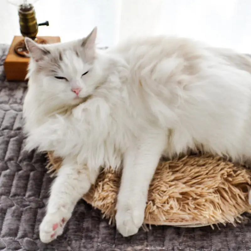 Coussin chat chauffant