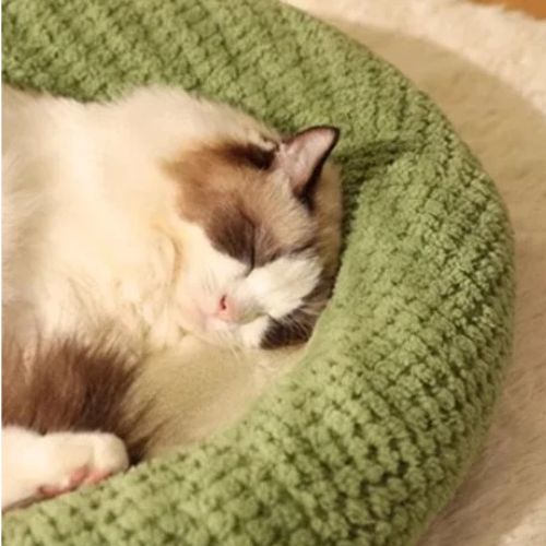 coussin chat | DODOFROG