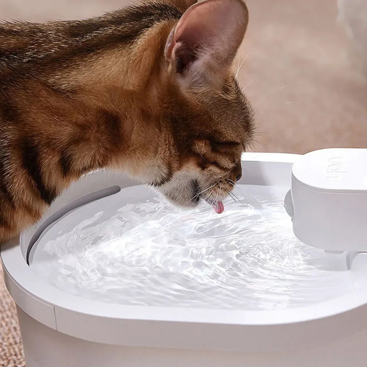 fontaine chat | AquaLibre