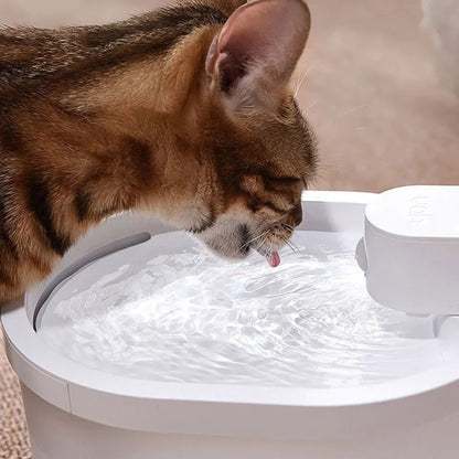 fontaine chat | AquaLibre