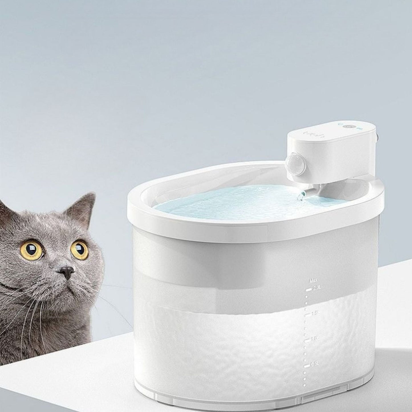 fontaine chat | AquaLibre