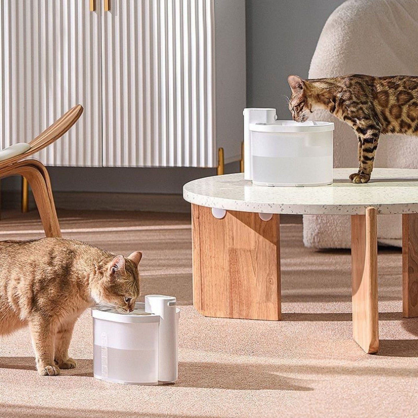 fontaine chat | AquaLibre