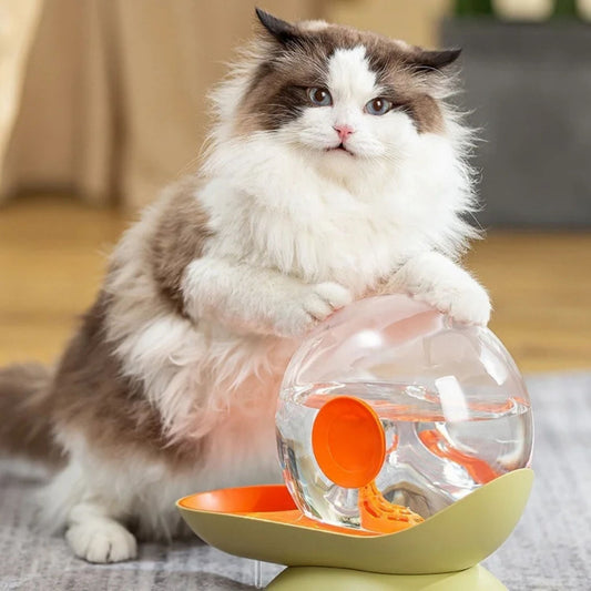 gamelle chat eau escargot