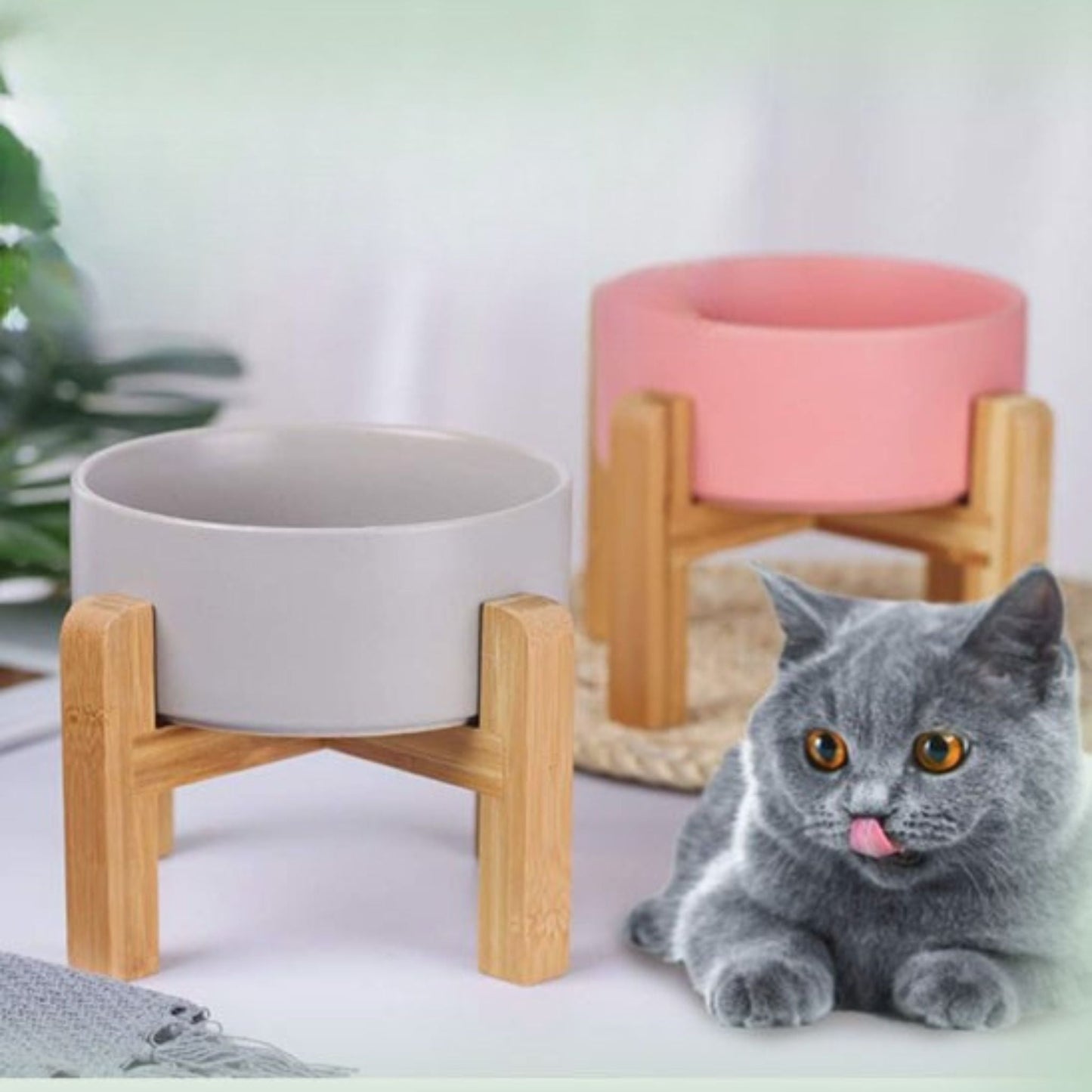 gamelle chat surélevée| chasavour