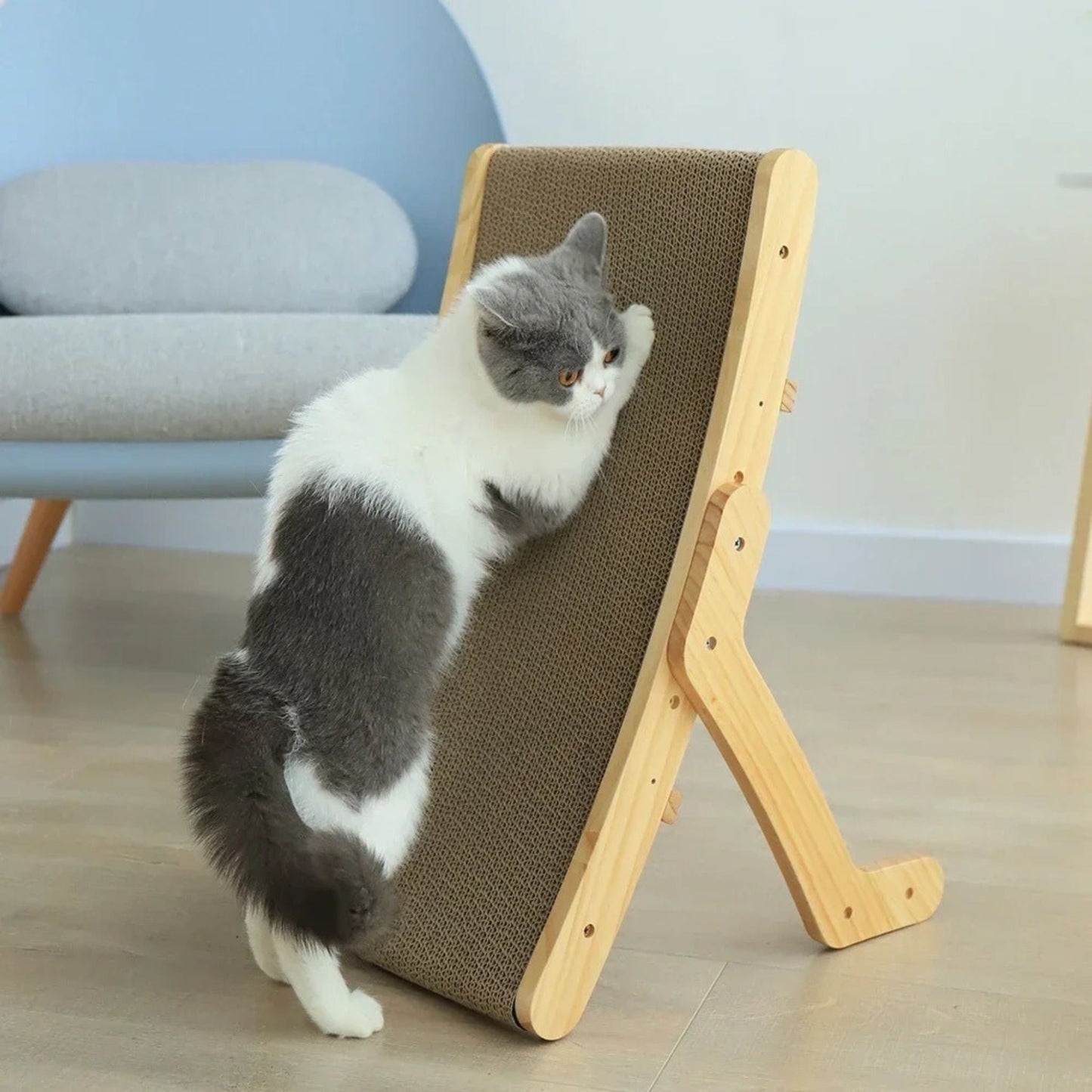 griffoir chat carton | LIT GRIFF'
