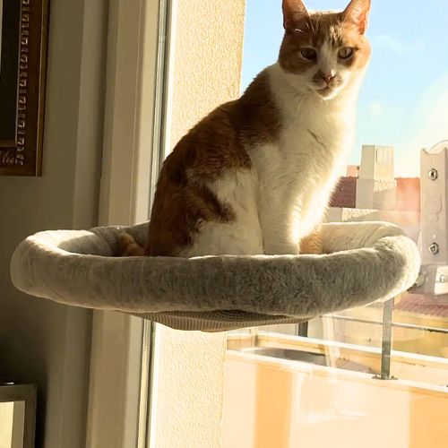 hamac chat fenetre avec coussin