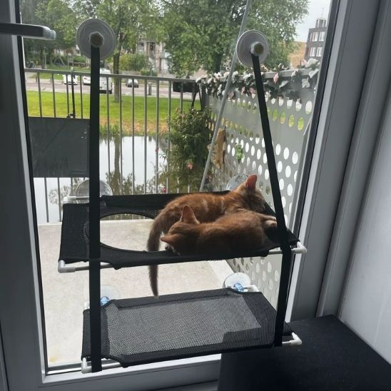 hamac pour chat fenêtre superposé