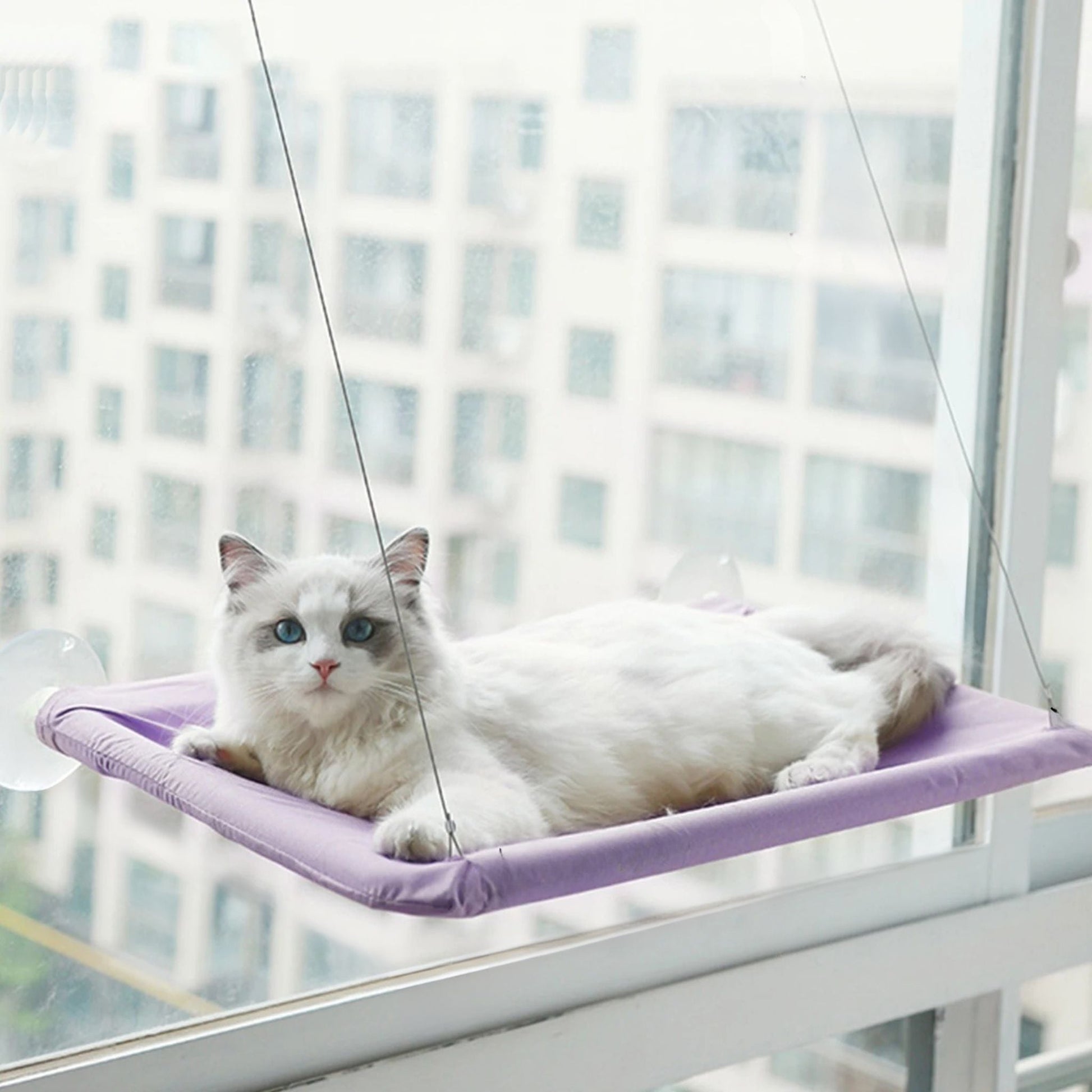 hamac-pour-chat-violet