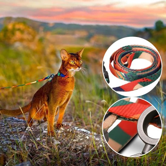 harnais chat multicolore