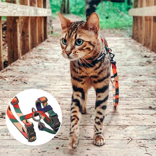 harnais chat multicolore