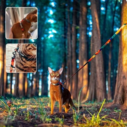 harnais chat multicolore