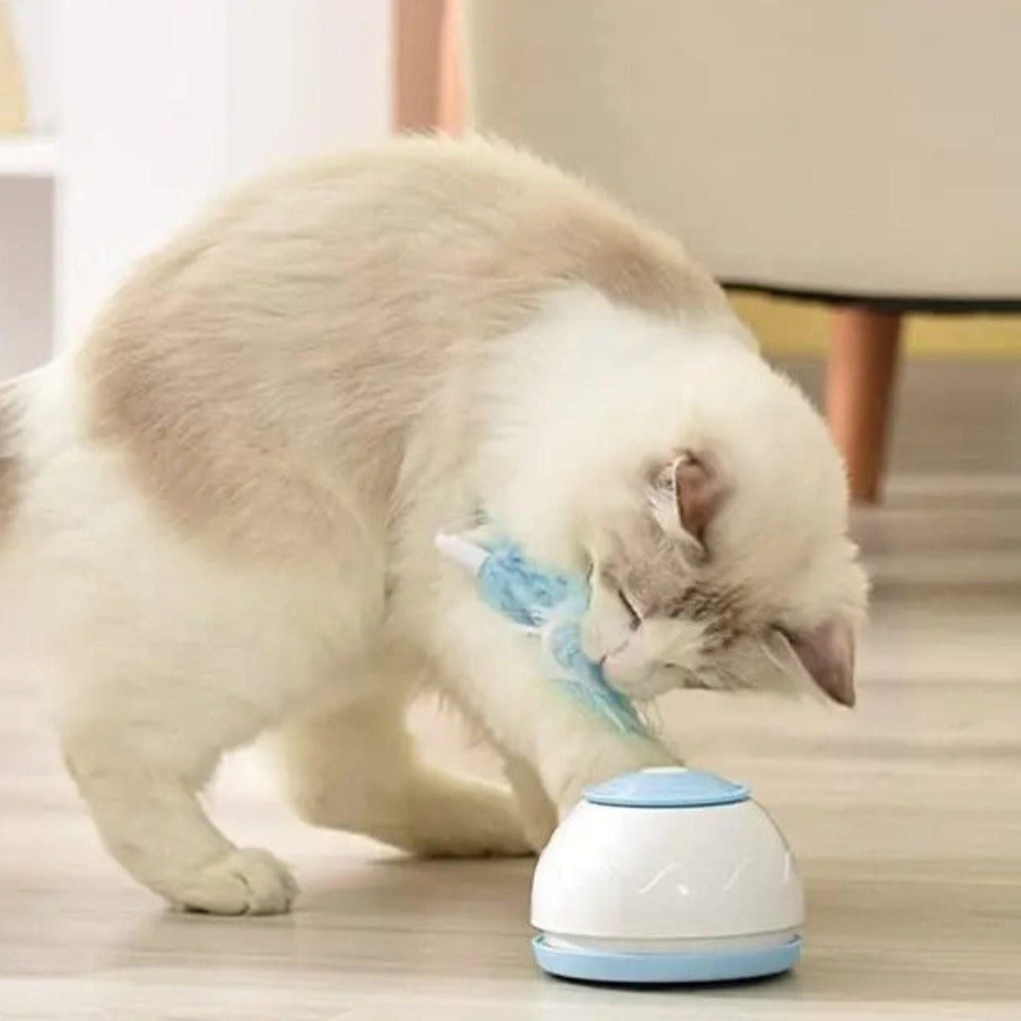 jouet chat intercatif | JOUTAPIS