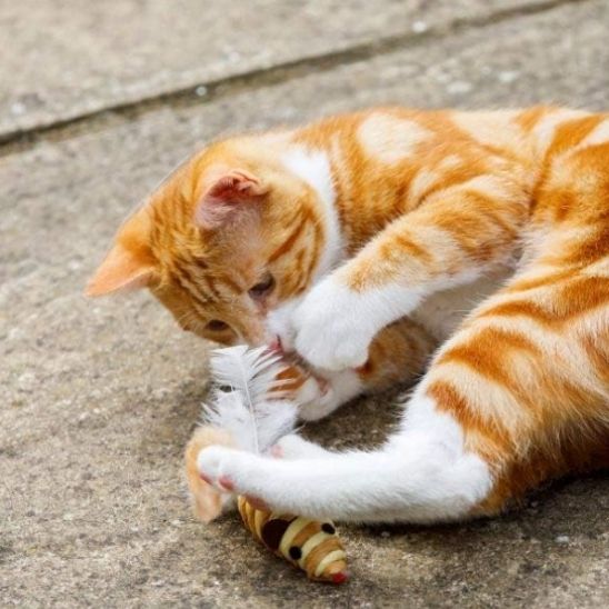 jouet souris pour chat | Zigzag