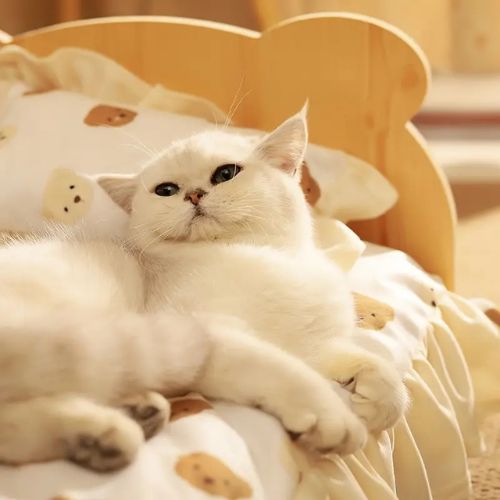 lit chat en bois ourson