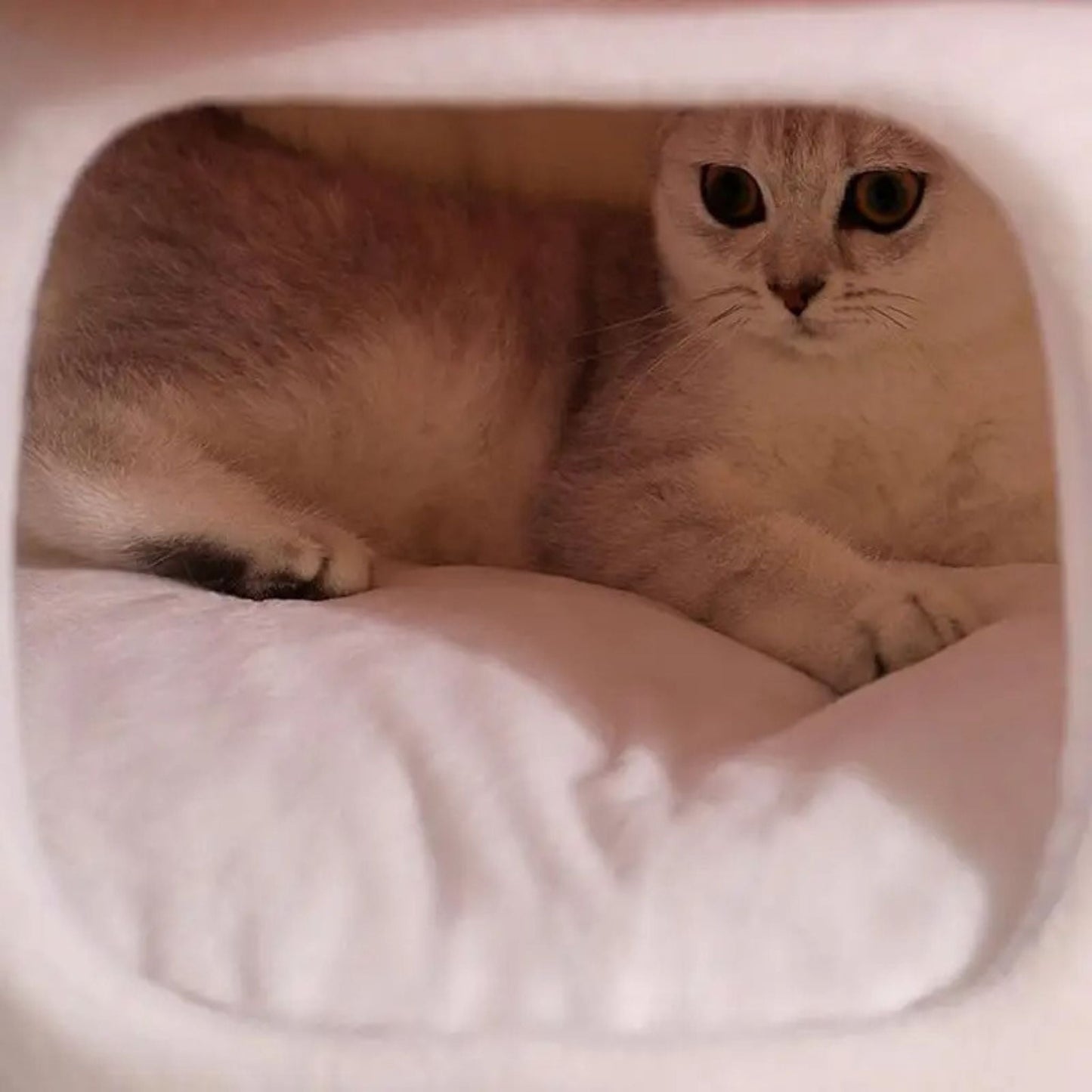 Niche pour chat intérieur Champignon