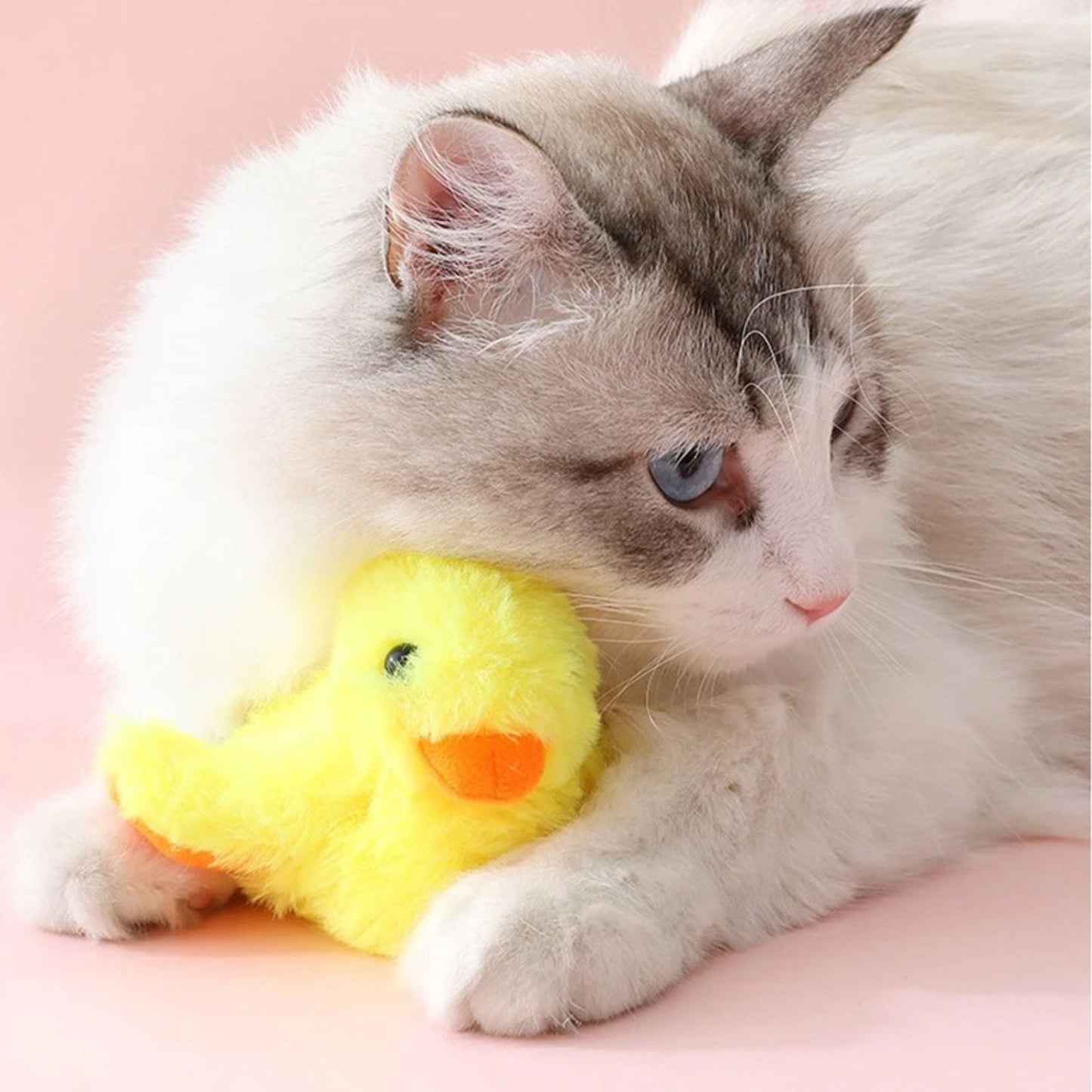 oiseau pour chat | JOUPOUSSIN
