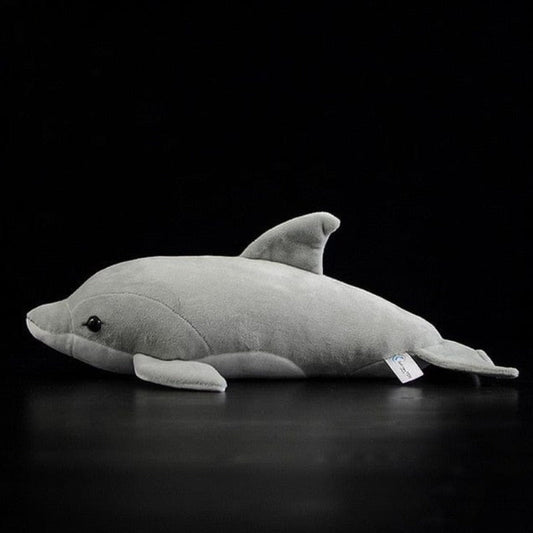 Dauphin Gris Sonar