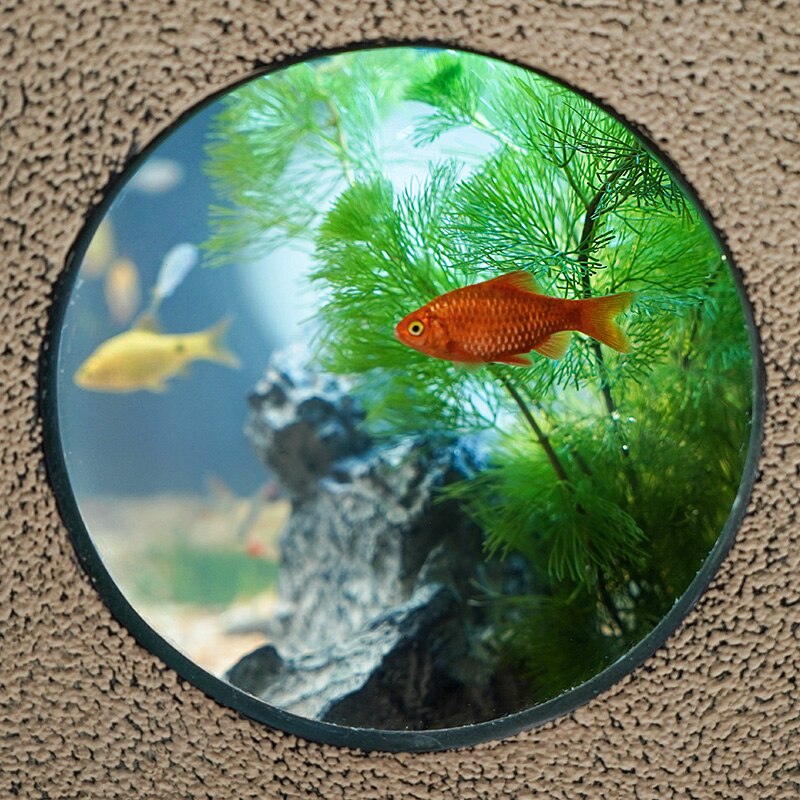 Fontaine avec aquarium à poisson
