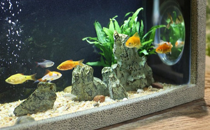 Fontaine avec aquarium à poisson